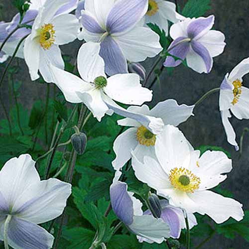 A close up square image of 'Wild Swan' anemones growing in the garden pictured on a soft focus background.