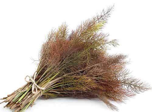 A close up horizontal image of bronze fennel foliage tied with string isolated on a white background.