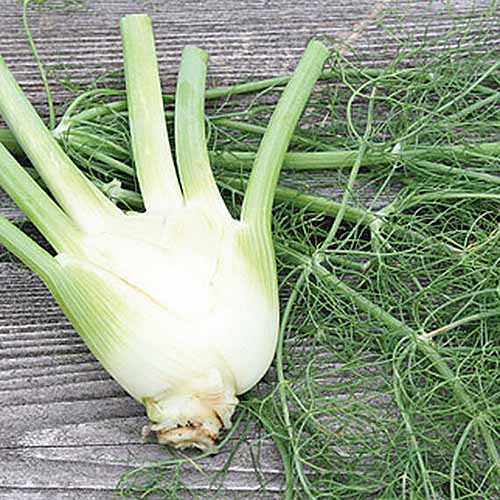 A close up square image of a Foeniculum vulgare 'Orion' bulb and foliage set on a wooden surface.