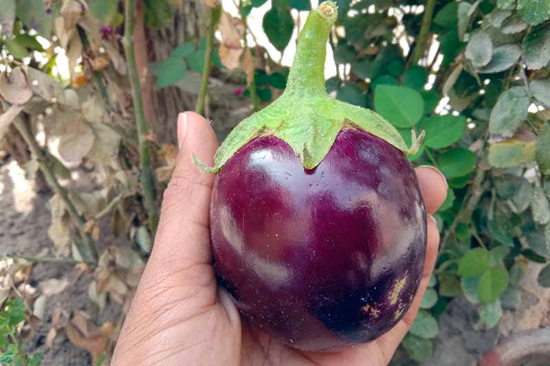 A close up horizontal image of a hand from the bottom of the frame holding a Solanum melongena fruit ready to harvest.