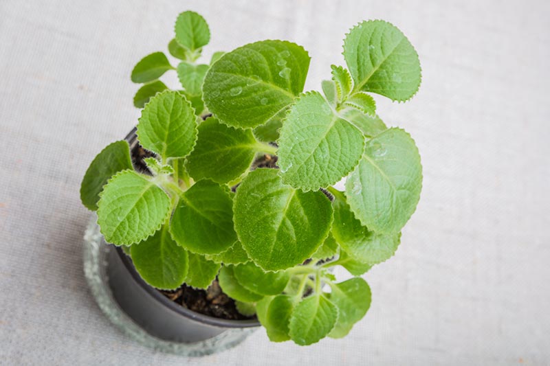 A close up horizontal image of a small Coleus amboinicus plant growing in a small plastic pot set on a wooden surface indoors.