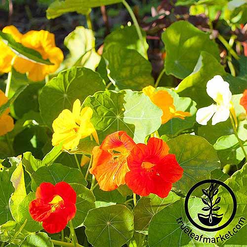 A close up square image of Tropaeolum 'Alaska' growing in the garden. To the bottom right of the frame is a black circular logo with text.