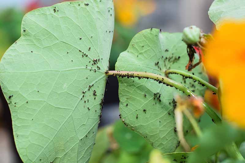 A close up horizontal image of aphids infesting a Tropaeolum plant pictured on a soft focus background.