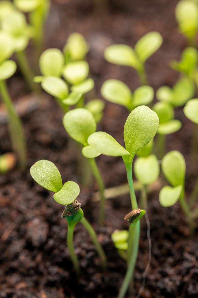 A close up vertical image of tiny seedlings just sprouting through the soil.