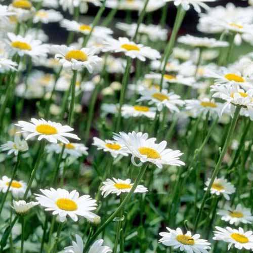 A close up square image of Leucanthemum x superbum 'Becky' growing in the garden fading to soft focus in the background.