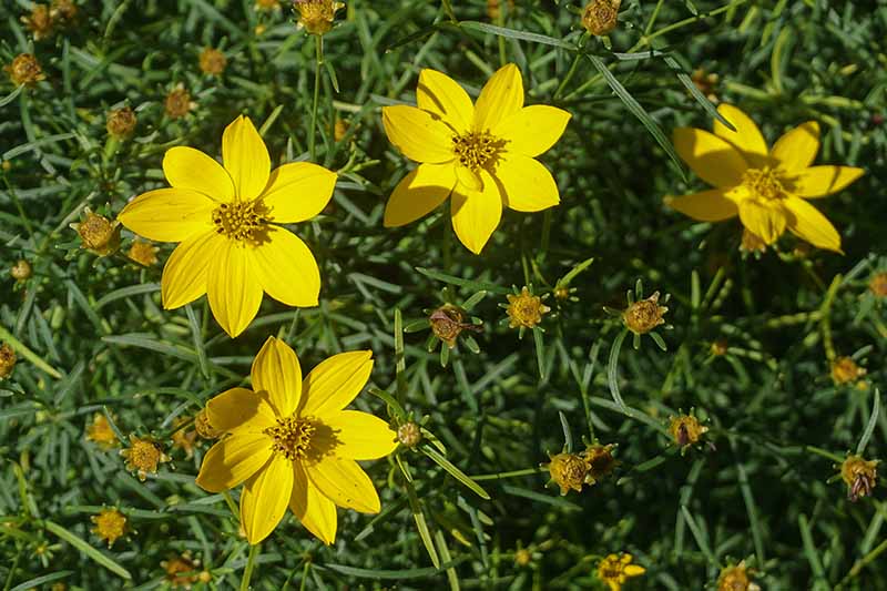 A close up horizontal image of bright yellow Coreopsis verticillata growing in the garden with foliage in soft focus in the background.