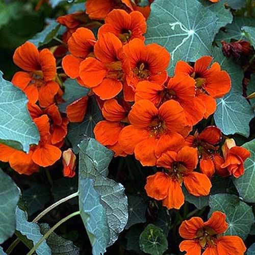 A close up square image of Tropaeolum 'Empress of India' with red flowers contrasting with dark green foliage.