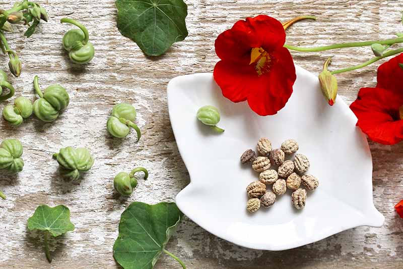 A close up horizontal image of nasturtium seeds, pods, and flowers set on a white ceramic plate on a wooden surface.