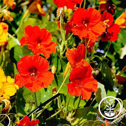 A close up square image of red Tropaeolum 'Jewel' flowers pictured in bright sunshine. To the bottom right of the frame is a white circular logo with text.