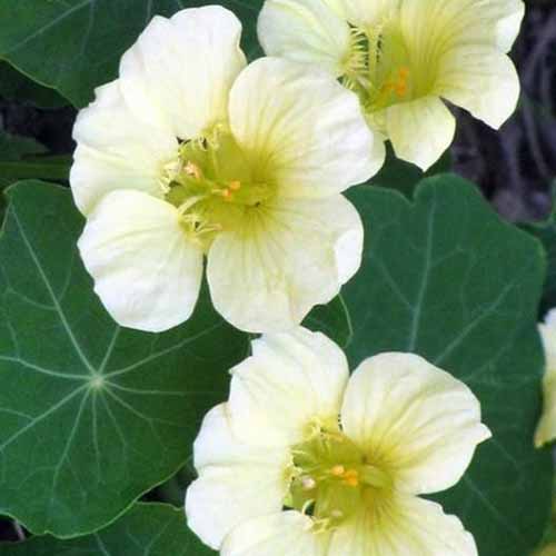 A close up square image of white Tropaeolum 'Moonlight' flowers with foliage in soft focus in the background.