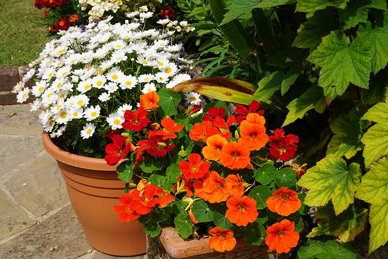 A close up horizontal image of red nasturtium flowers growing in a terra cotta pot as part of a patio container garden.