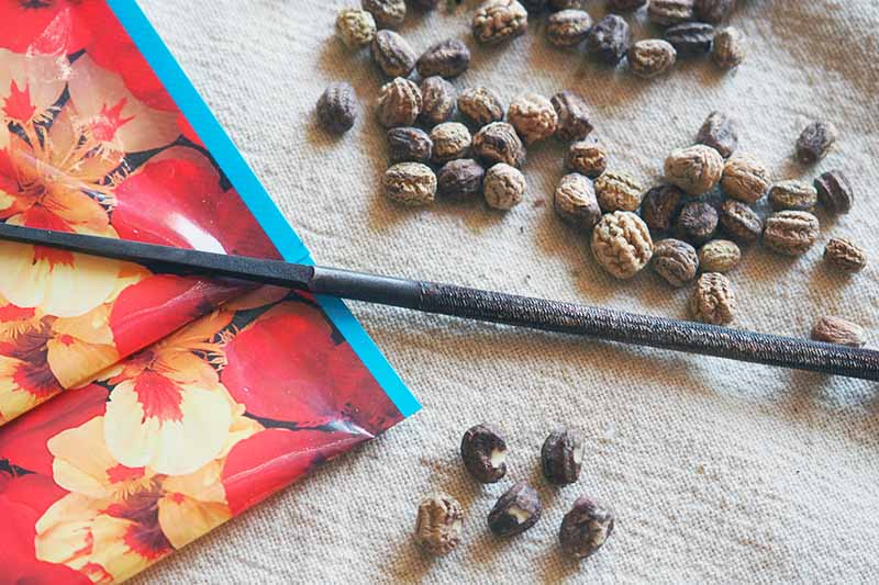 A close up horizontal image of Tropaeolum seeds set on a beige surface with a file for scarification.