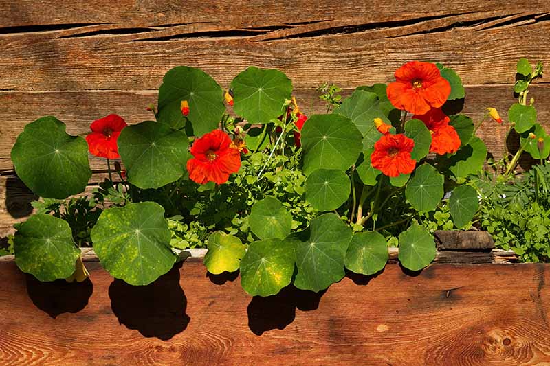 A close up horizontal image of a wooden planter with red nasturtium flowers growing in front of a wooden fence.