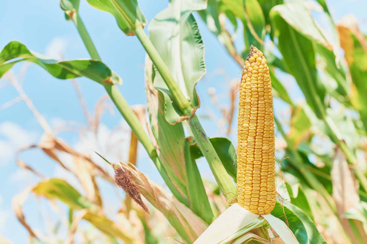 A close up horizontal image of dent corn growing in a field pictured on a blue sky background.