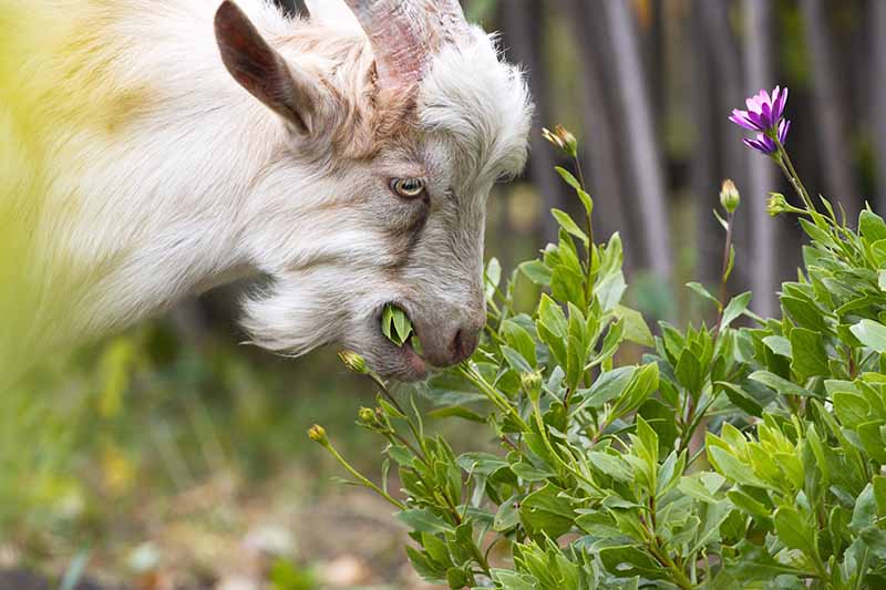 A close up horizontal image of a goat munching on the foliage of Cape daisies growing in the garden.