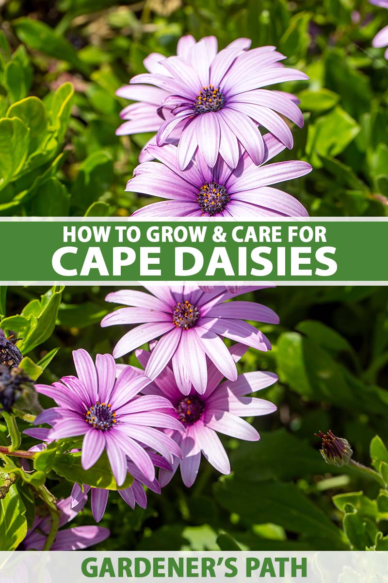 A close up vertical image of light purple Cape daisies growing in the garden pictured in bright sunshine with foliage in soft focus in the background. To the center and bottom of the frame is green and white printed text.