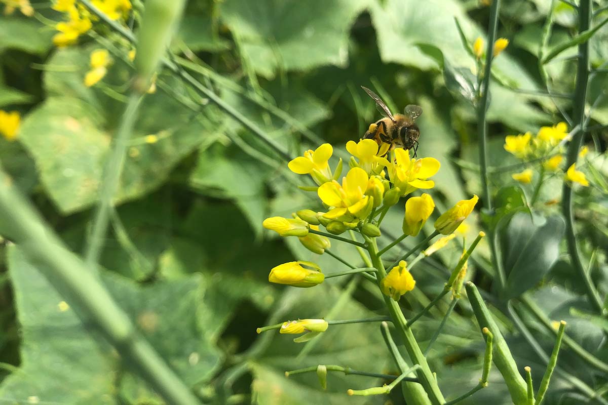 A close up horizontal image of the yellow flowers of a bok choy plant that has bolted.