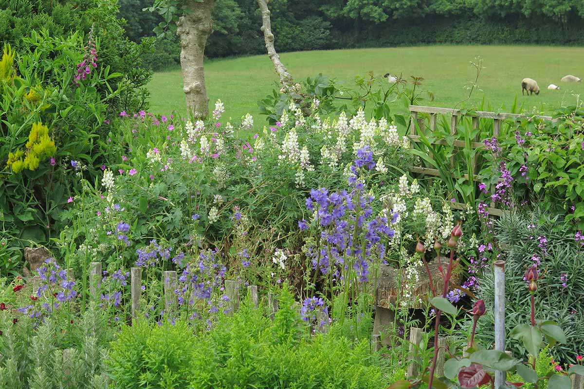 A horizontal image of a perennial garden border.