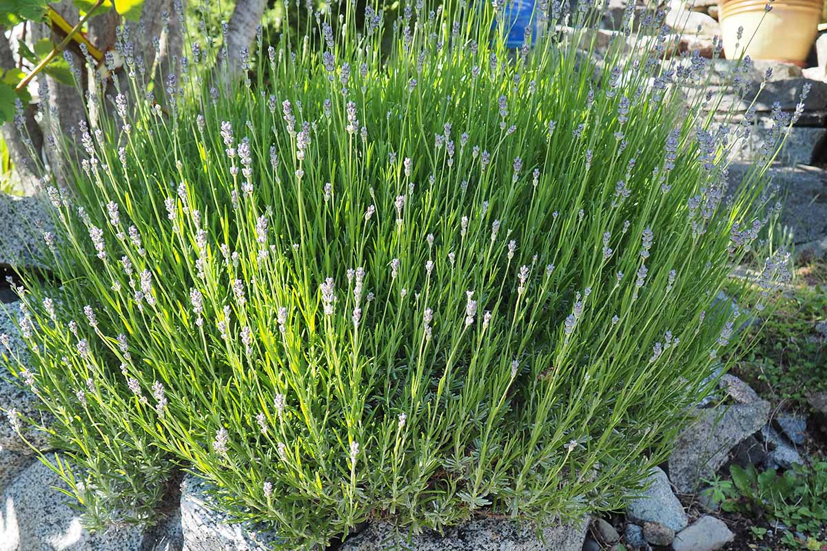 A close up horizontal image of a compact clump of lavender growing in a rock garden.