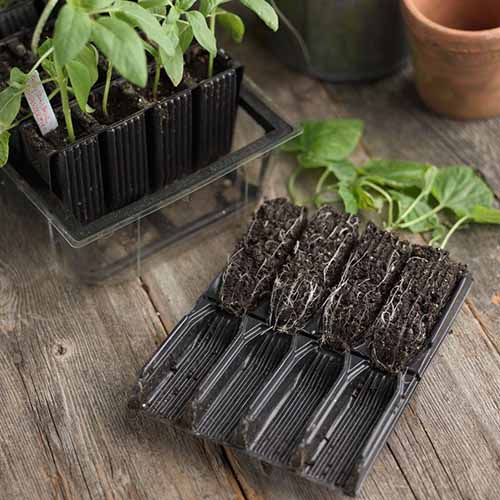 A close up square image of root trainer seed starting cells set on a wooden surface.