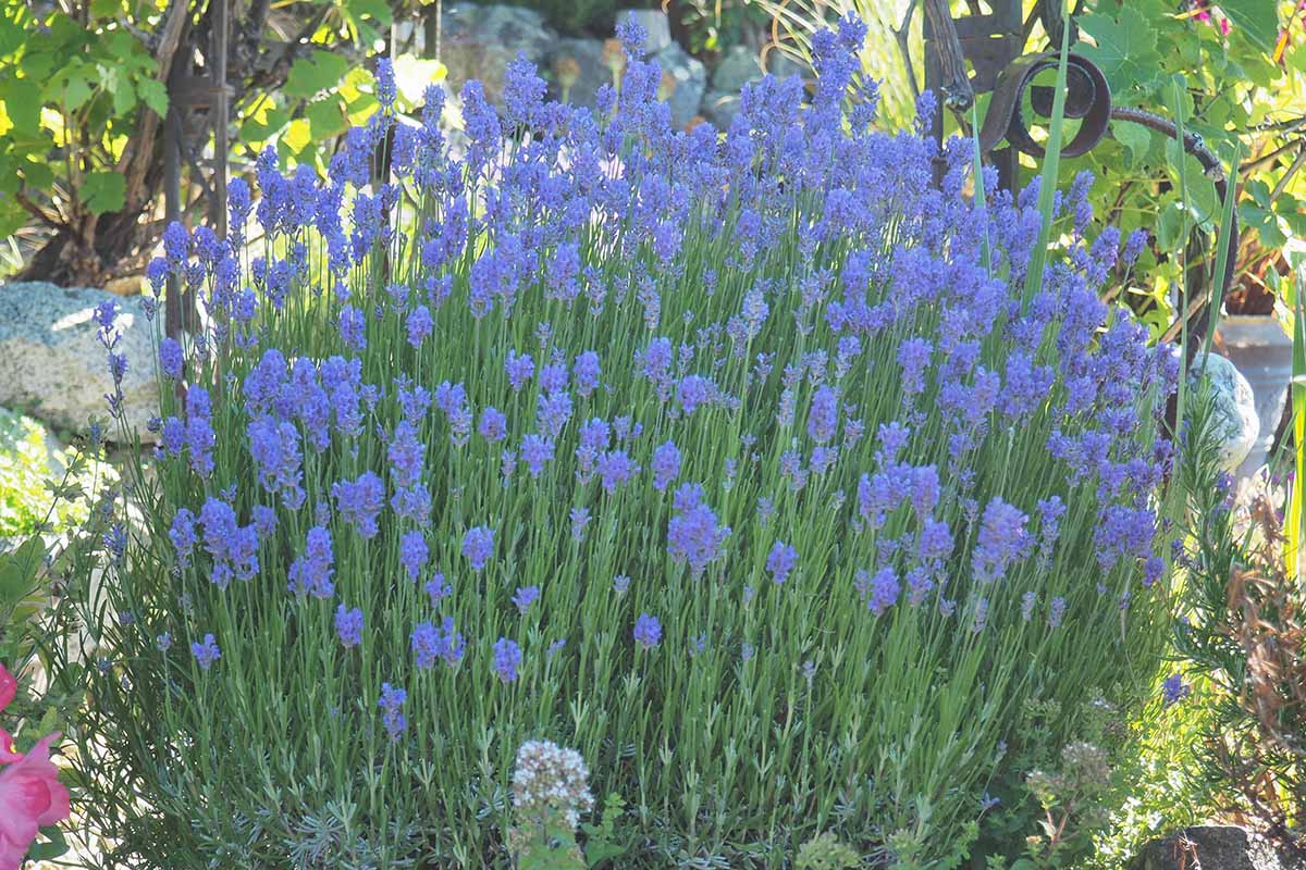 A close up horizontal image of a clump of English lavender growing in a rocky garden.