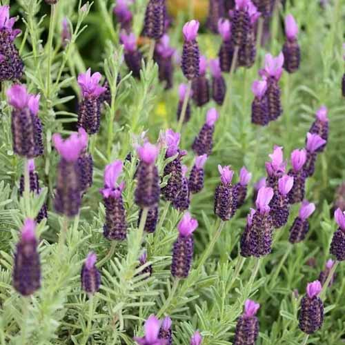 A close up square image of pink French lavender growing in the backyard.