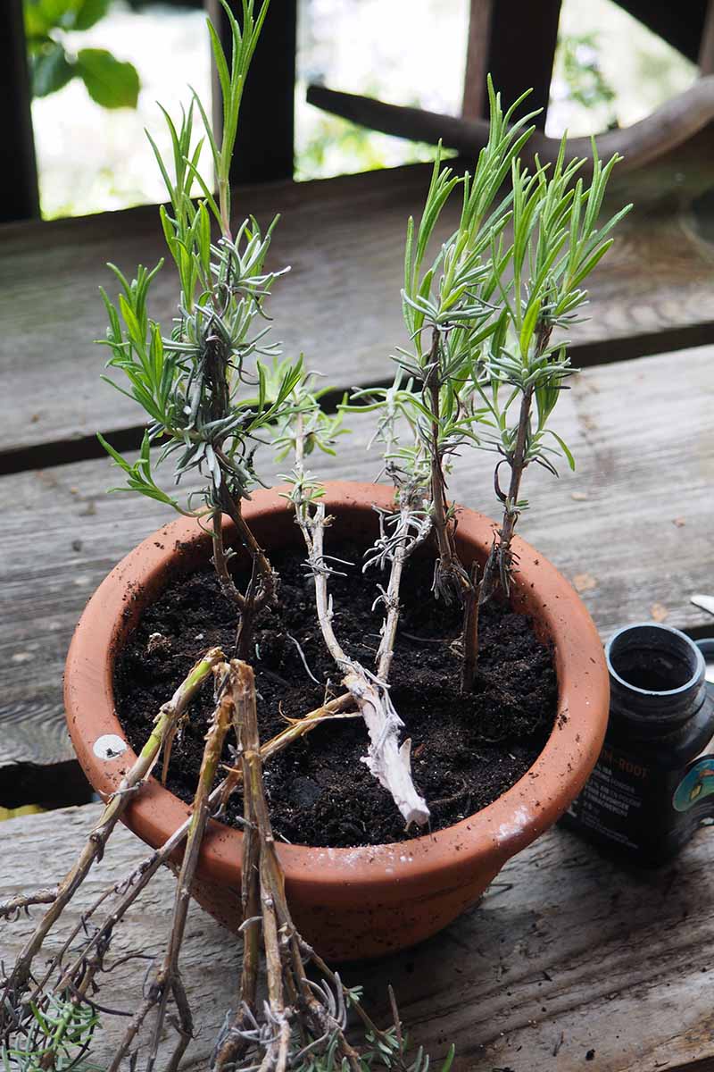 A vertical image of rooted cuttings in a terra cotta pot set on a wooden surface.