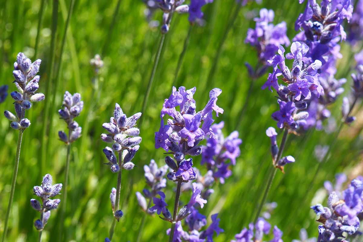 A close up horizontal image of purple lavender flowers growing in the garden pictured on a soft focus background.