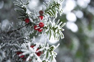 A close up horizontal image of the foliage and bright red berries of a yew covered in a dusting of frost in winter, pictured on a soft focus background.