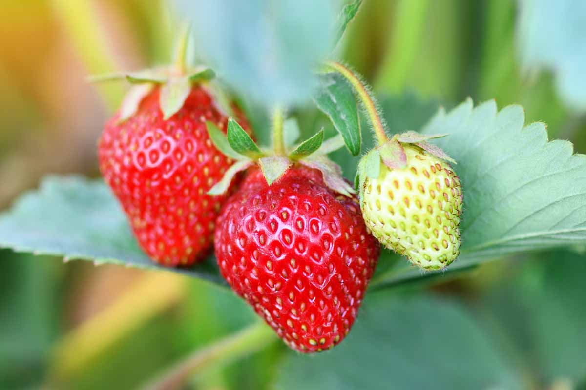 Ripe red strawberries growing on the vine in a home home garden.