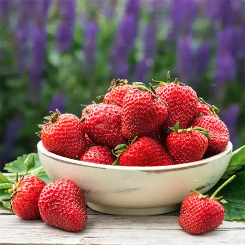 A square image of a ceramic bowl filled with freshly harvested 'Charlotte' strawberries set on a wooden table.