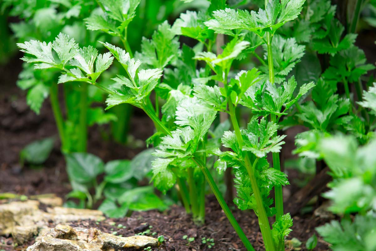 A close up of celery plants growing in the garden in bright sunlight. The bright green leaves contrast with the brown soil seen below and in between them.