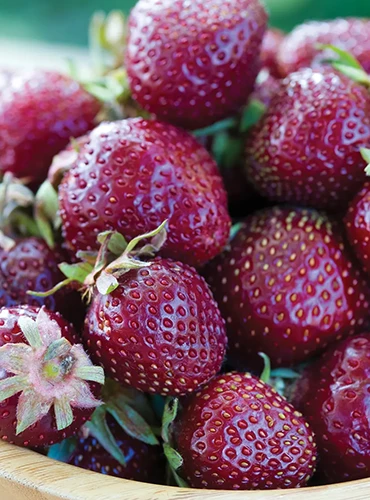 A close up of a bowl of freshly harvested Purple Wonder strawberries.