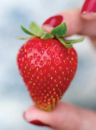 A close up of single 'Sweet Kiss' strawberry held up between a thumb and a forefinger pictured on a soft focus background.