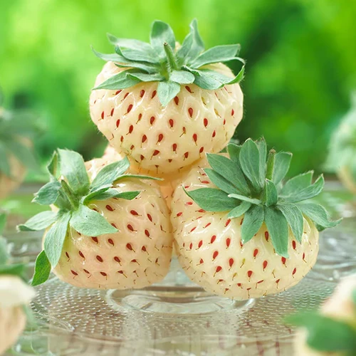 A close up of three 'White Pineberry' fruits freshly harvested and set on a glass plate, pictured on a soft focus background.