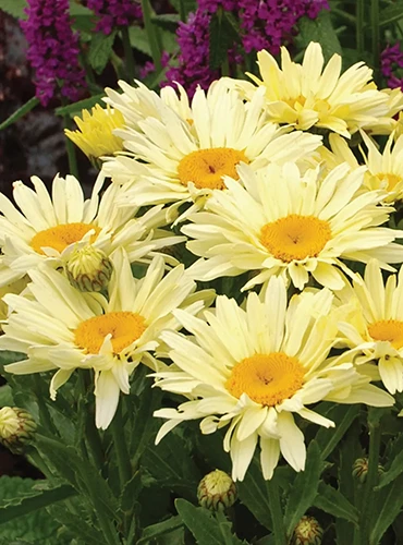 A close up square image of Leucanthemum x superbum 'Banana Cream II' growing in the garden.