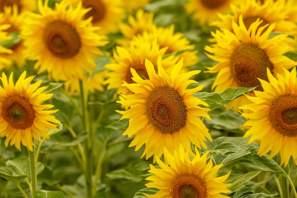 Close up of sunflowers blooms growing in a field.