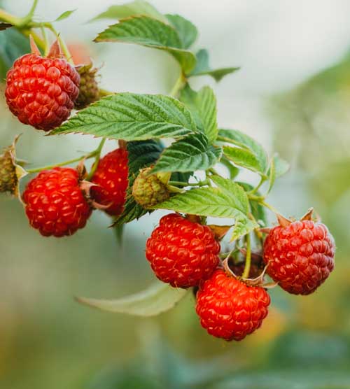 Red raspberries hanging from a vine.