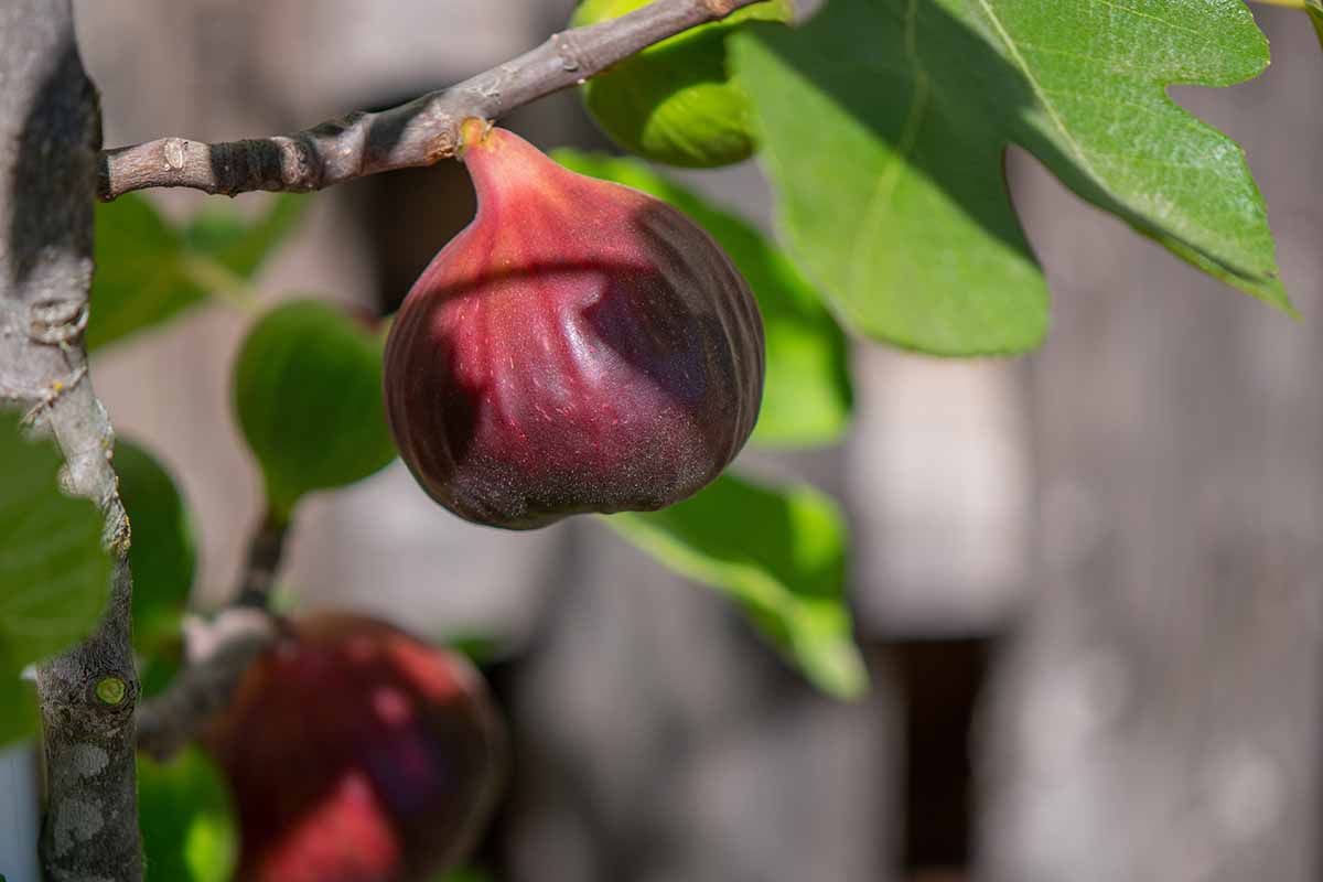 A close up horizontal image of deep burgundy 'Brown Turkey' fruits ripening on the tree, pictured in light sunshine.