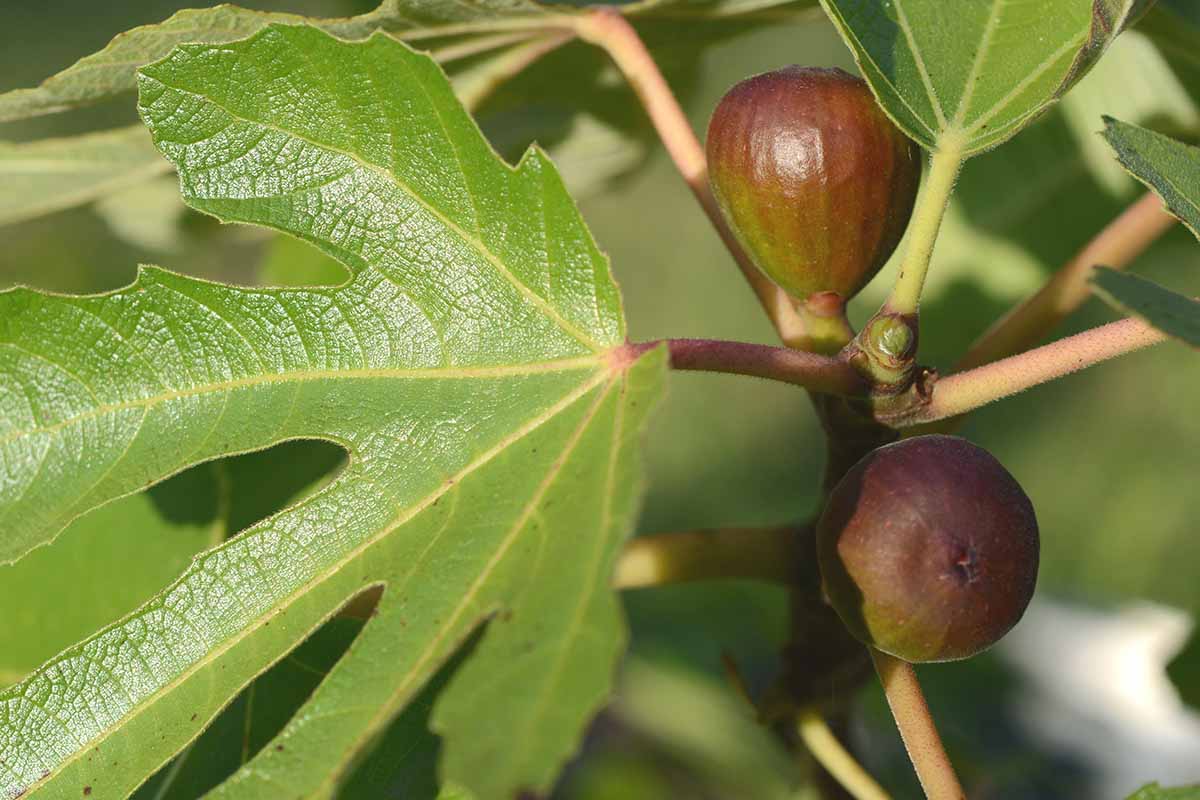 A close up horizontal image of 'Black Mission' fruits ripe and ready for harvest.