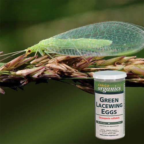 A square image of a green lacewing on a branch pictured on a soft focus background.