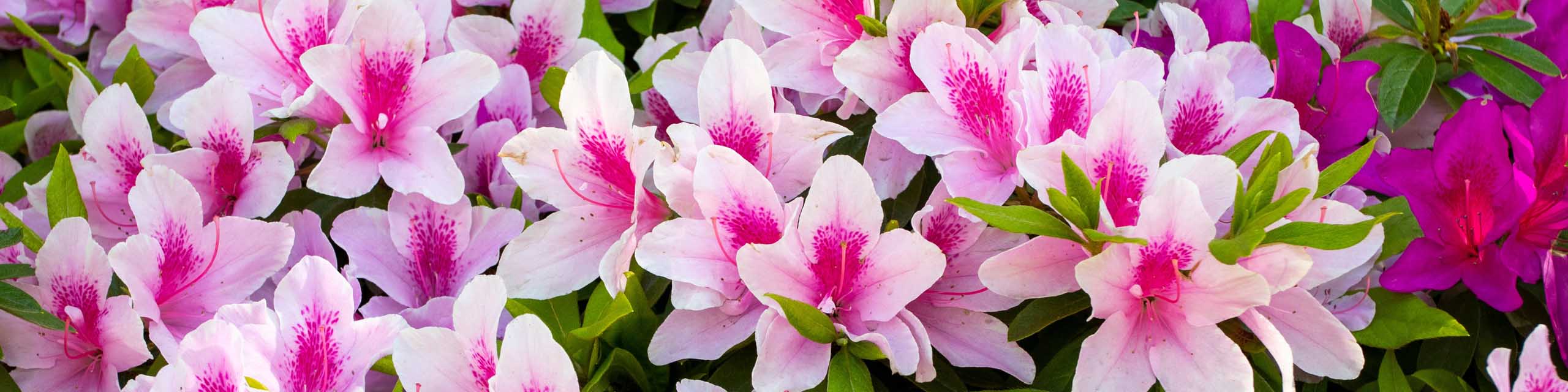 Close up of purple and white hibiscus flowers.