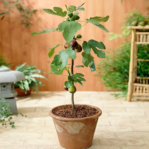 A square image of Little Miss Figgy growing in a terra cotta pot on a tiled patio.