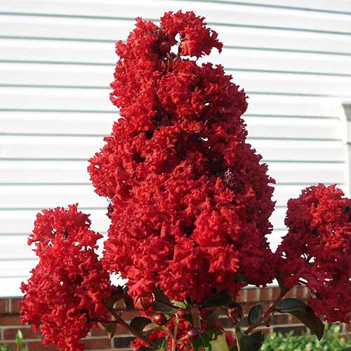 A close up of the bright red flowers of 'Enduring Summer' crape myrtle growing in the garden.