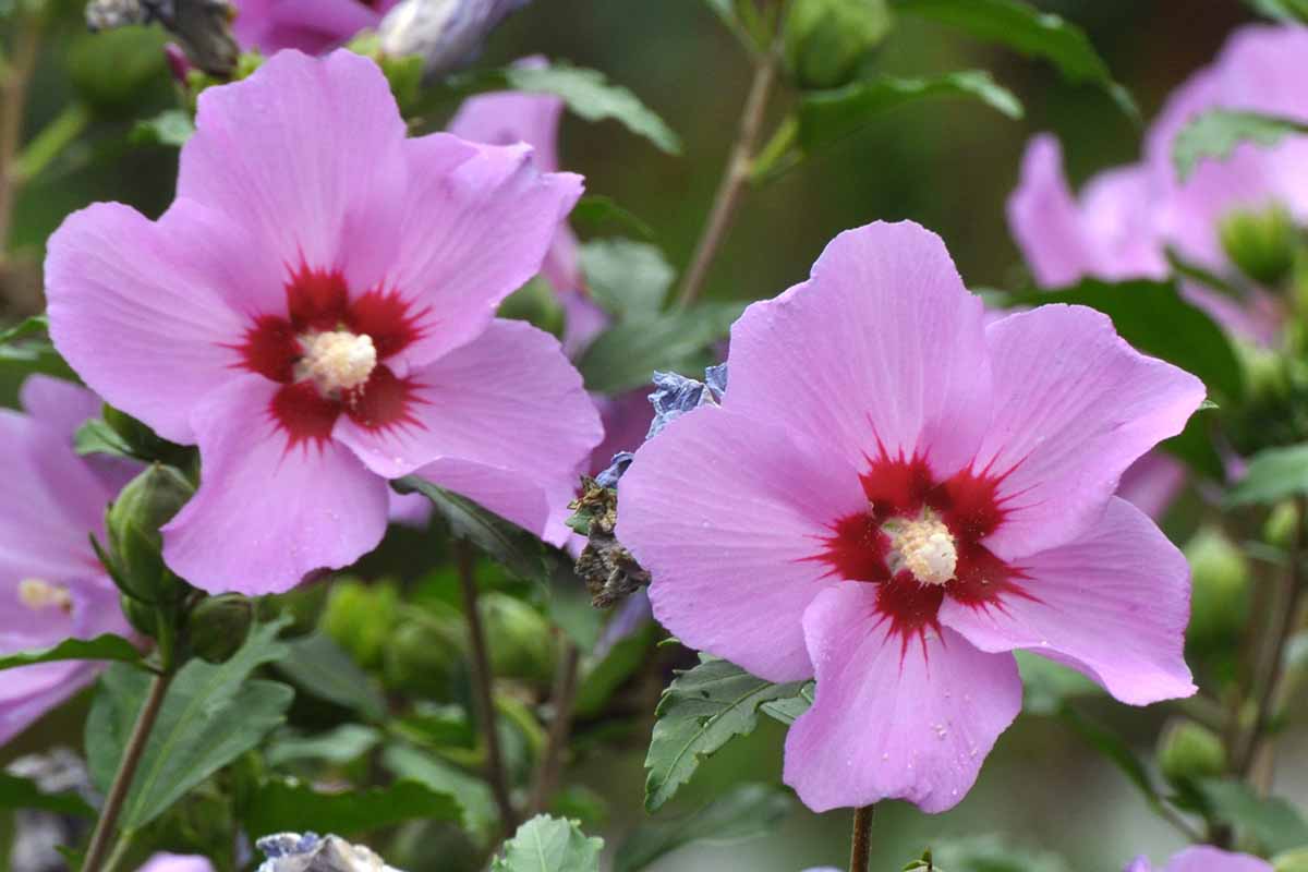 A horizontal close up of a hibiscus shrub with pale pinkish-purple blooms and also a few yellowed leaves.