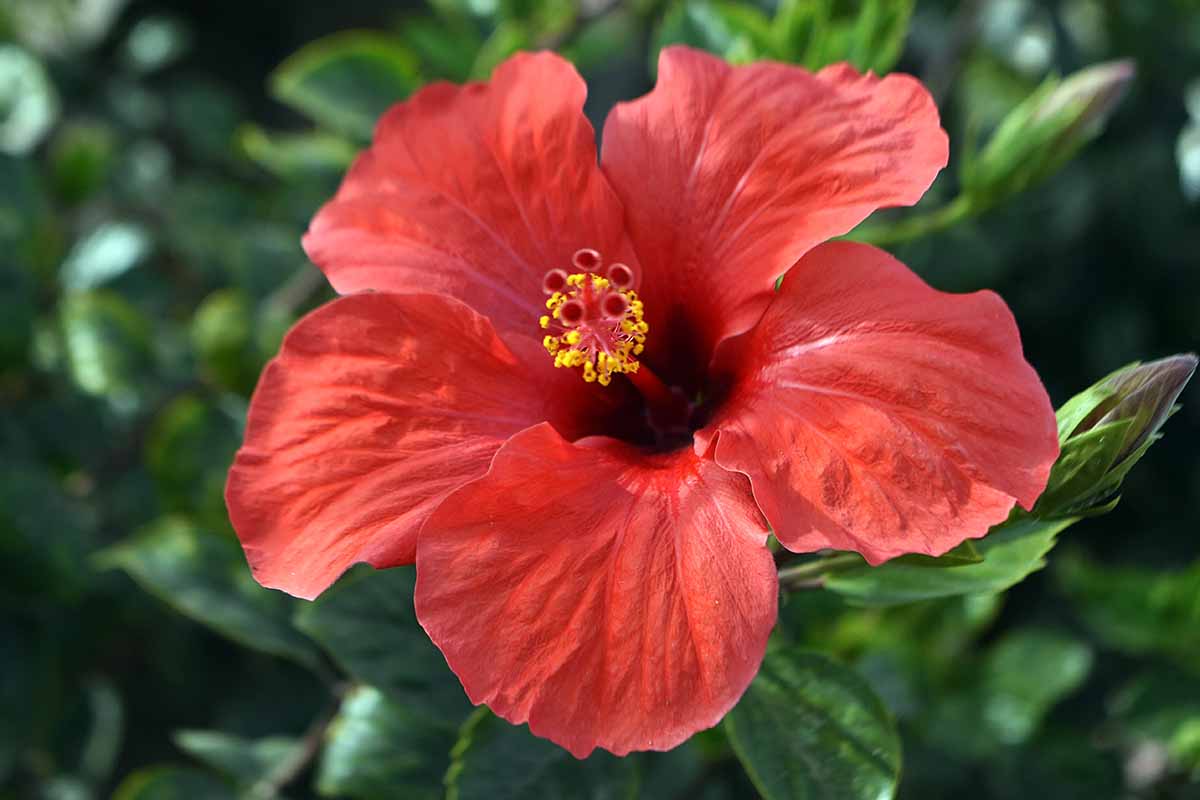 A close up horizontal image of a bright red tropical hibiscus flower pictured in light sunshine on a soft focus background.