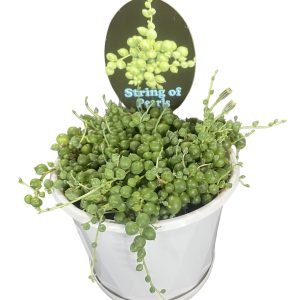 STRING OF PEARLS HANGING BASKET 120mm