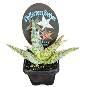 Aloe Fantasy Hybrid White