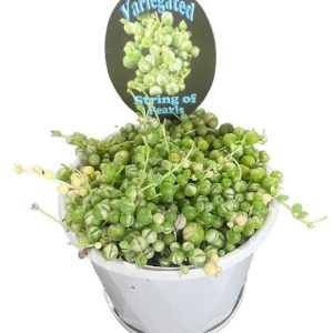 String of Pearls HB Variegated 120mm