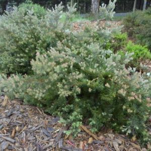 Adenanthos Cunninghamii Prostrate 200mm